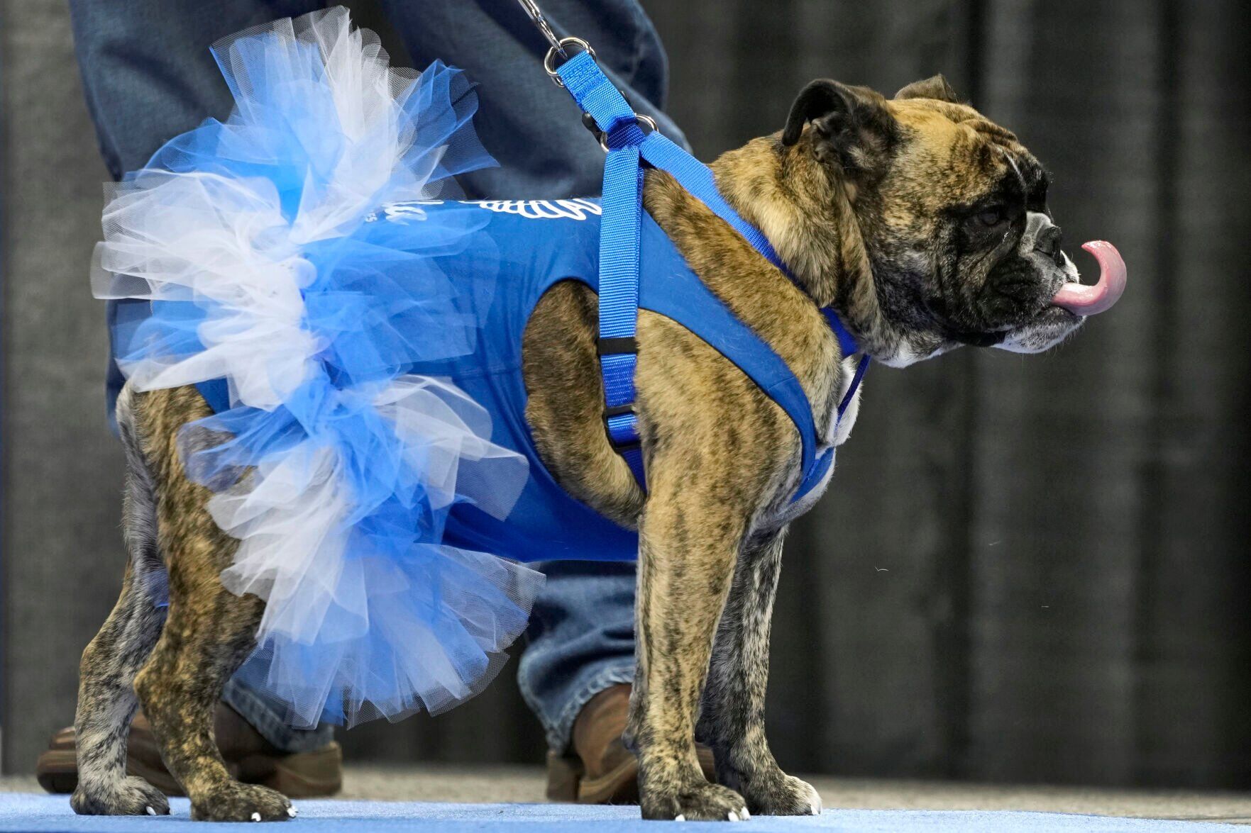 Beautiful Bulldogs